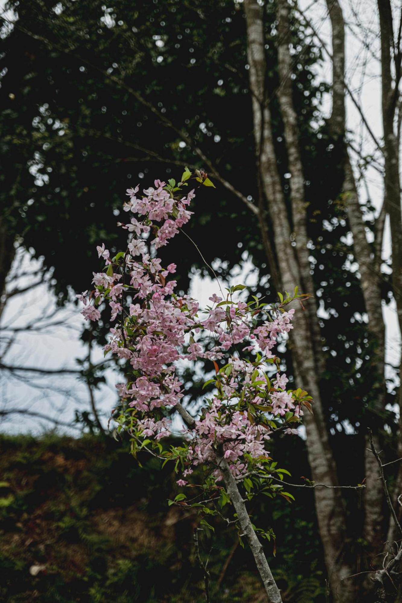 一汁一菜の宿　ちゃぶダイニング Ichiju Issai No Yado Chabu Dining Unforgettable Farmstay Experience In Deep Kyoto Ayabe Exteriér fotografie